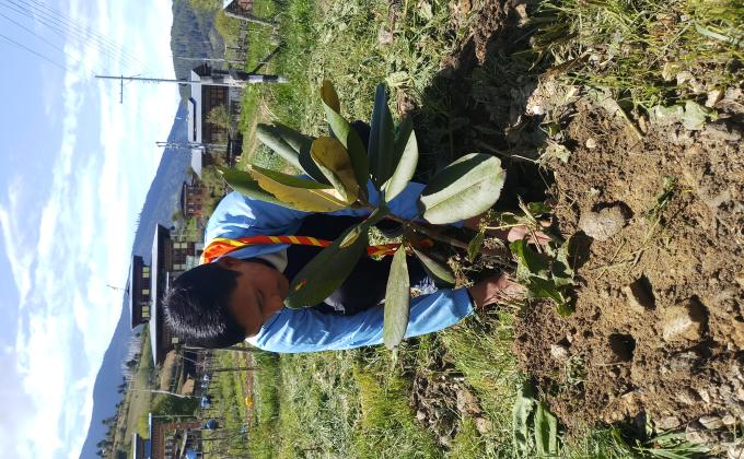 Planted trees to commemorate Social Forestry Day
