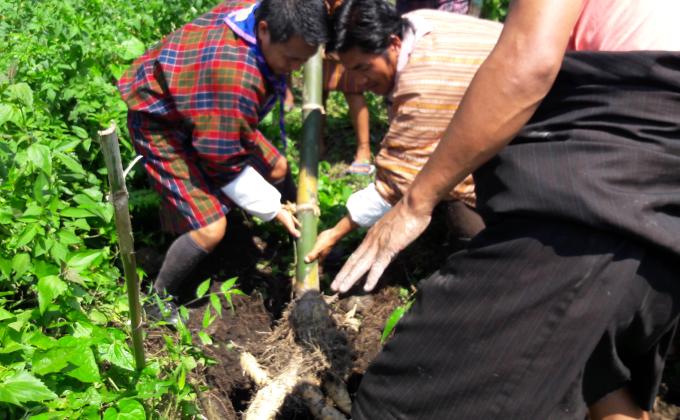Bamboo and broom stick plantation