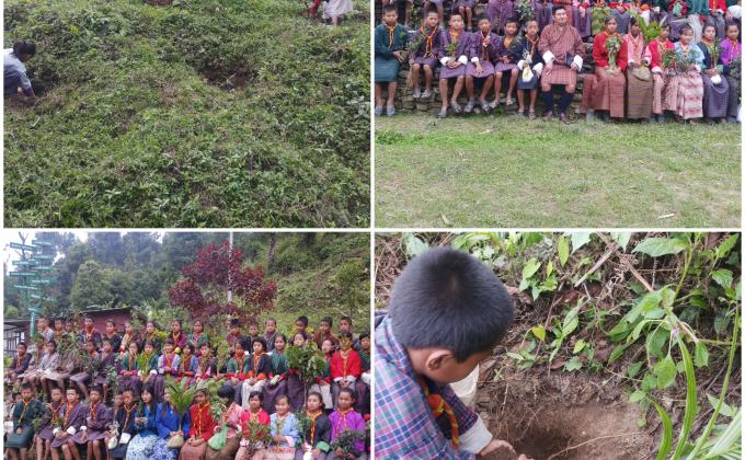 Tree Plantation