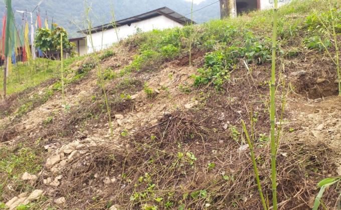 Plantation of Trees