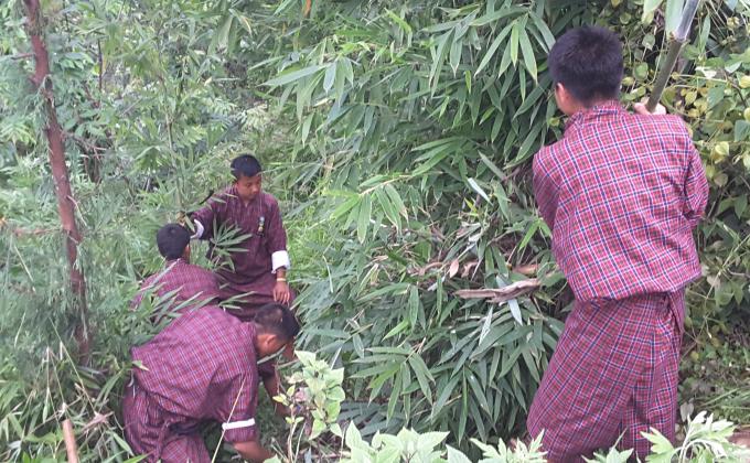 Uprooted bamboo sapling for plantation on world environment day