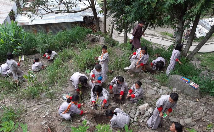 Mass plantation for carbon negative 