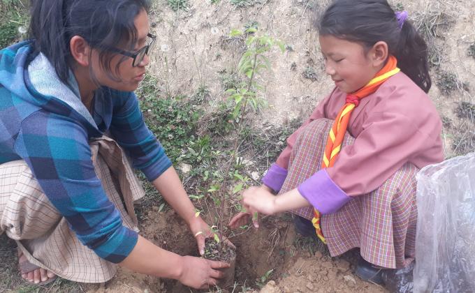 Tree plantation initiative