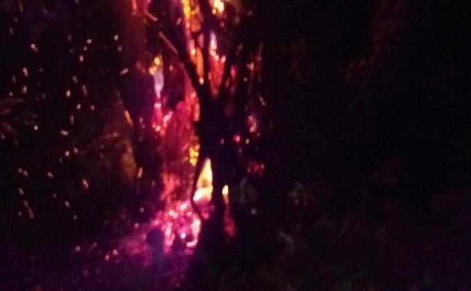 Forest Fire 