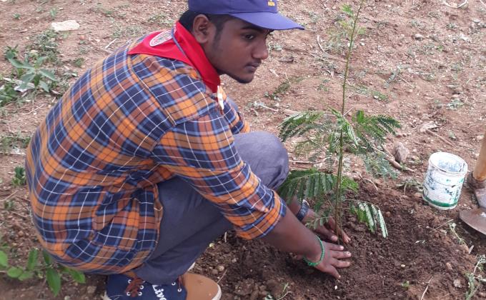 independence day tree planting