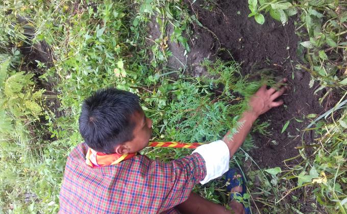 tree plantation for peace.