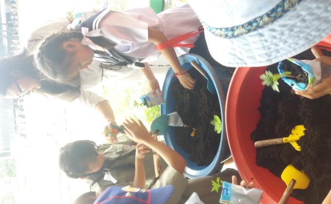 ปลูกดอกดาวเรือง