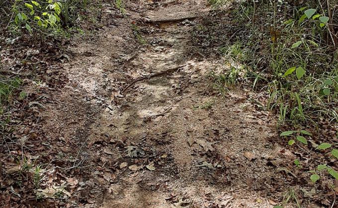 Improving the Trail Head of the Forest Trail