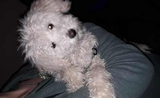 Todo por una patita