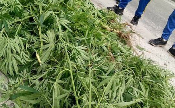 Collection of marijuana plant