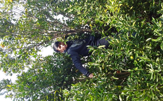 Helping parents to pluck Oranges