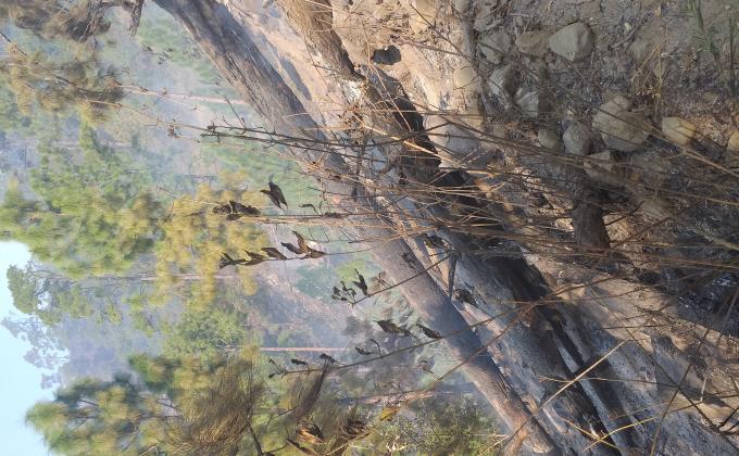 Rescue 248 acres of forest fire