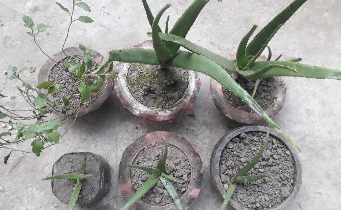 Roof Garden