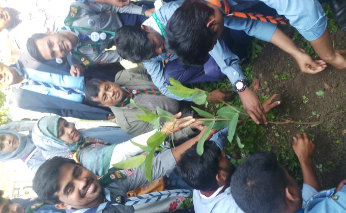 Tree plantation 