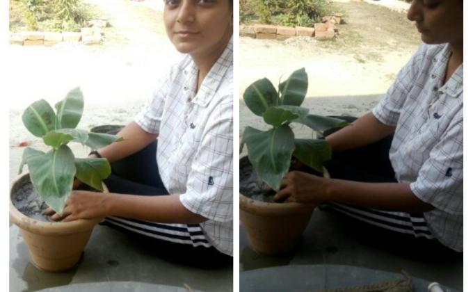 plantating tree