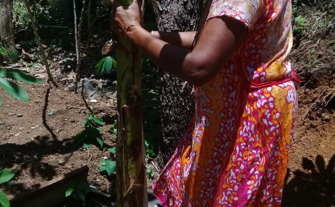 Planting Plants For New Year 2020