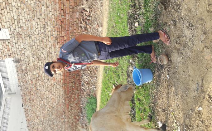 Helping cows in Covid 19...