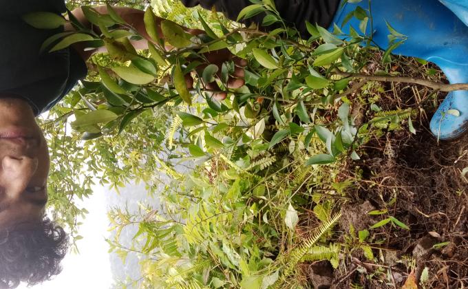 Plantation of saplings on National Foresty Day