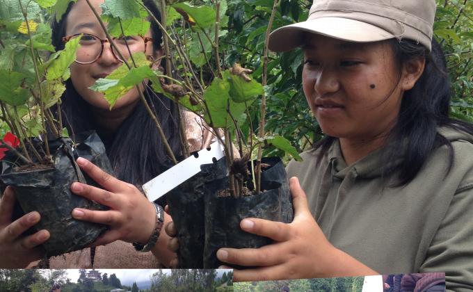 Plantation of plants at College