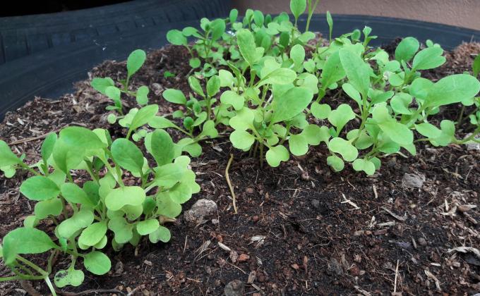 ปลูกผักสวนครัว