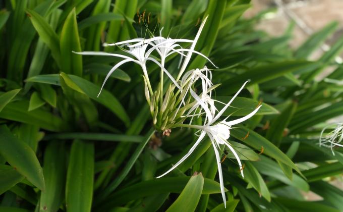 PLANTATION ON INDEPENDENCE DAY 