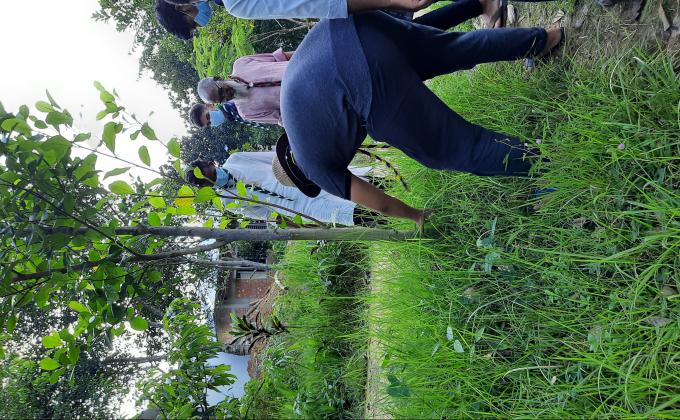 বৃক্ষরোপণ