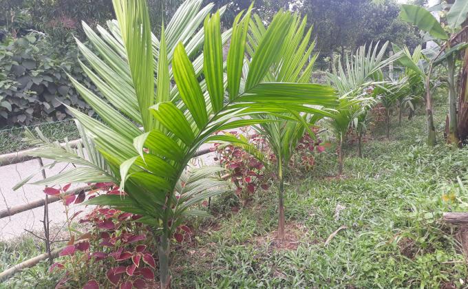 ব্যক্তিগত উদ্যোগে শতাধিক ফলজ বৃক্ষরোপণ