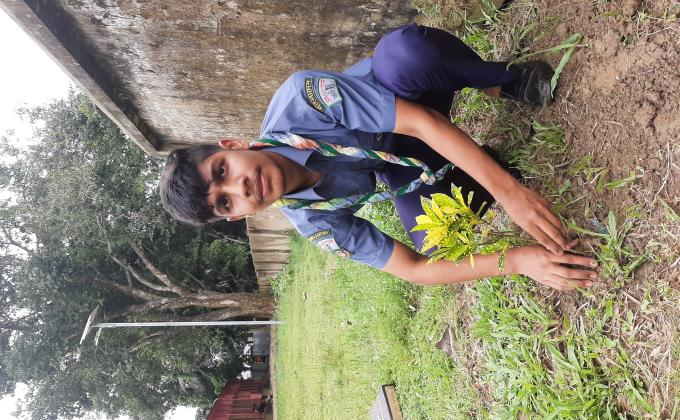 Tree plantation programme 
