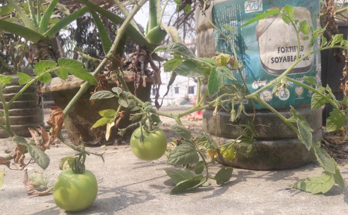 প্লাস্টিক টাইড টার্নার চ্যালেঞ্জ ব্যাজ- চ্যাম্পিয়ন পর্যায়