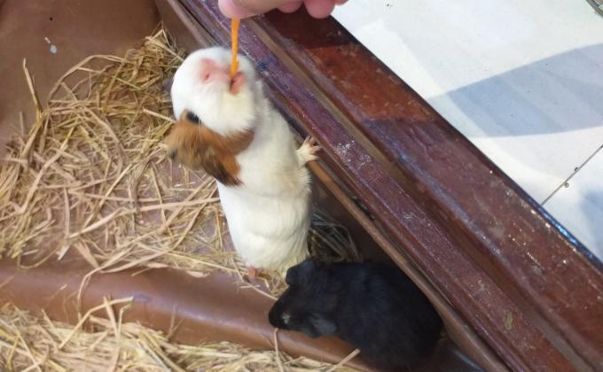 ให้อาหารสัตว์