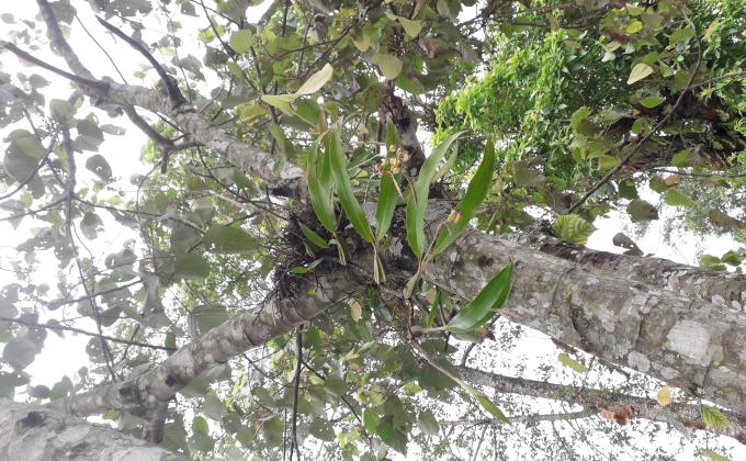 Maintaining Scout Garden