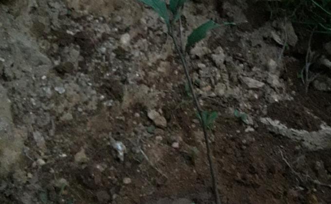 Planting trees for climate Action 