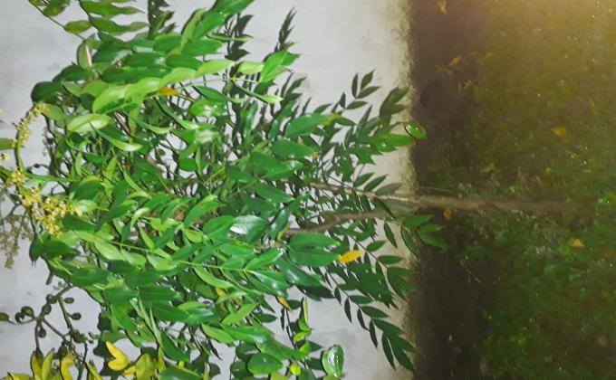 Tree plant