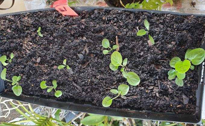 SEEDLINGS FOR SUSTAINABILITY