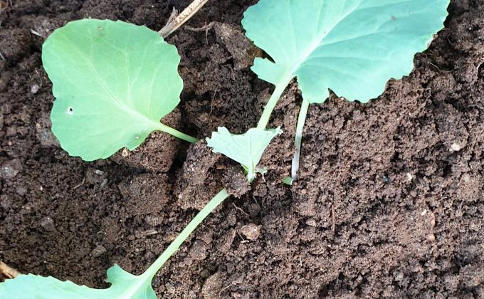 VEGETABLES FOR GOOD HEALTH AND SUSTAINABILITY