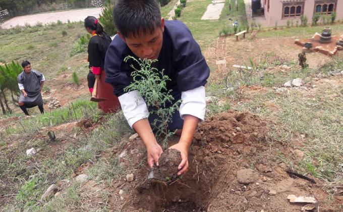 planting trees 