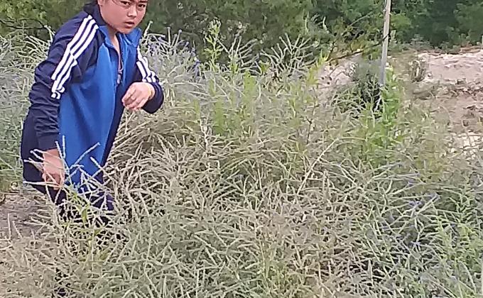 plantation and adoption of plants, weeding and re plantationand develope the scout park