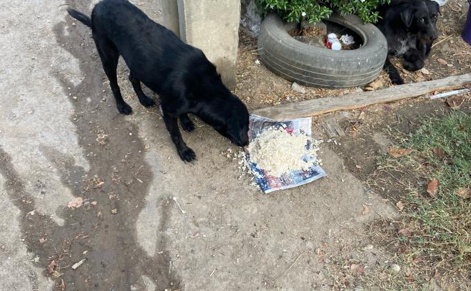 ให้อาหารสุนัขจรจัด