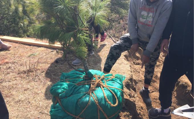 Root balling of pine tree