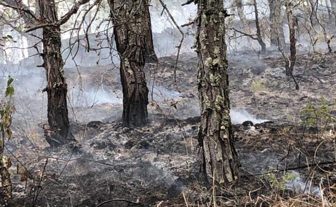 Combating forest fire 