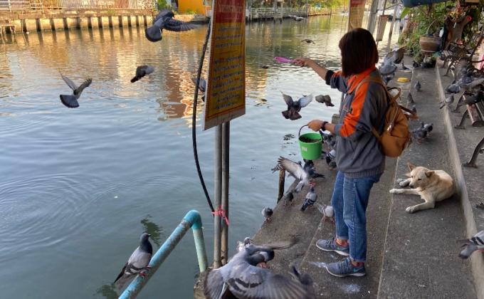 ให้อาหารปลา