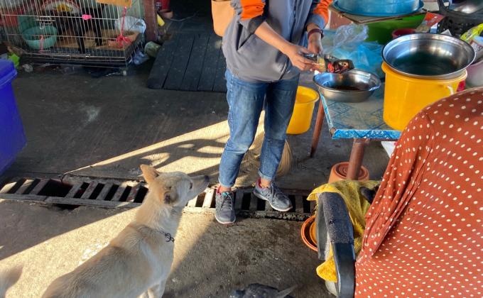 ให้อาหารสุนัขจรจัดที่วัด