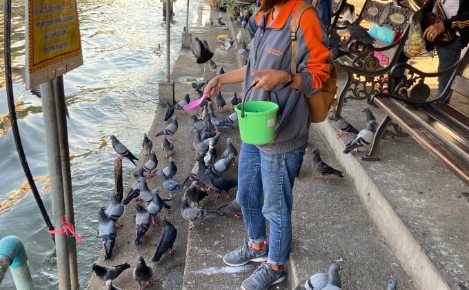 ทำทานให้อาหารนก