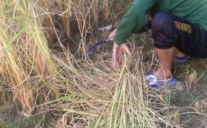 Rendering a helping hands in harvesting of paddy
