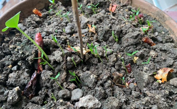 Seeding at my GARDEN 