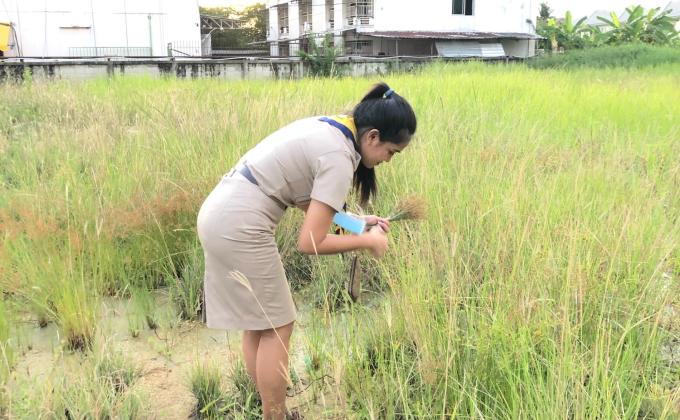 จิตอาสาเก็บวัสดุธรรมชาติประดิษฐ์งานศิลปะ