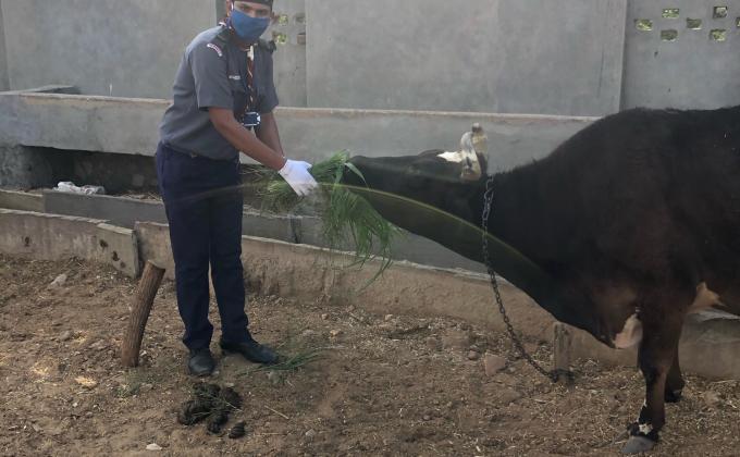 Sankalp project::feeding animals::