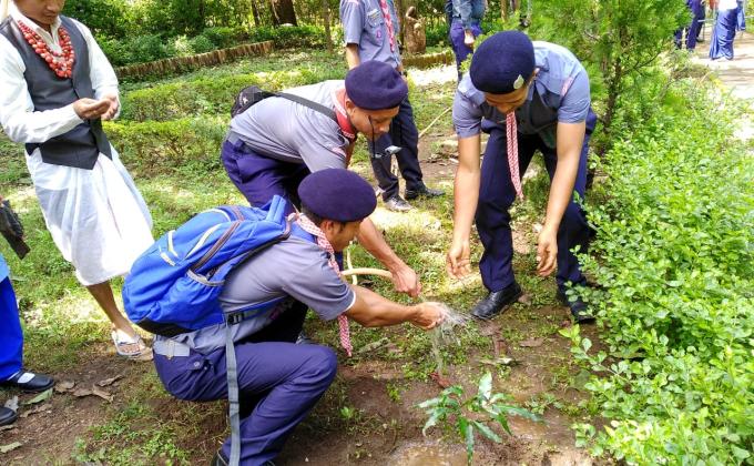 Tree Plantation 
