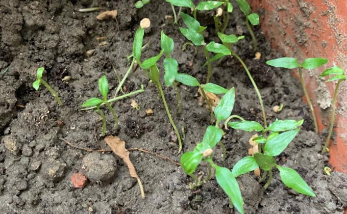 Green Chili Seed Plantation