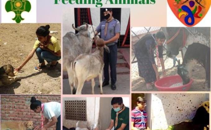 Feeding Animals(sankalp project)